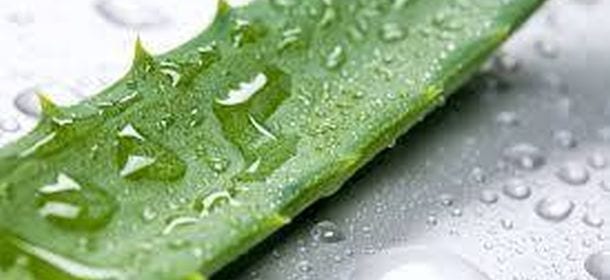 Aloe vera: i mille usi di una pianta miracolosa