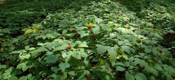 Il ginseng, alleato per dire addio a pelle spente e rughe