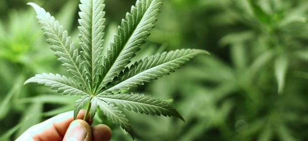 Marijuana: chi fuma "erba" ha il cervello più piccolo