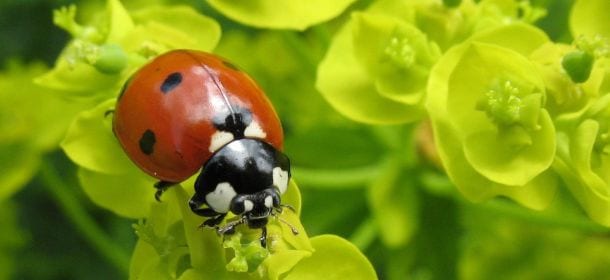 La nuova barretta energetica a base di insetti, presto sarà una realtà