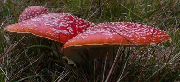 Funghi velenosi, 6 intossicati a Siena: è allarme in tutta la zona