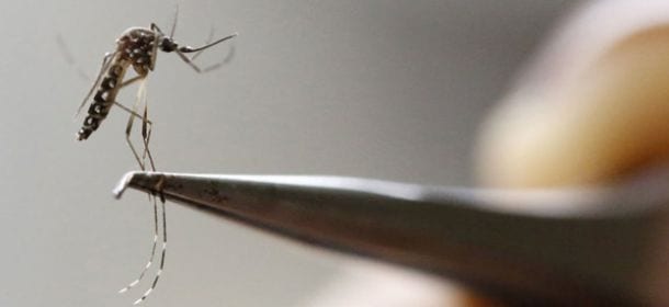 Virus Zika, ci sono novità: anche gli adulti rischiano problemi al cervello e coma