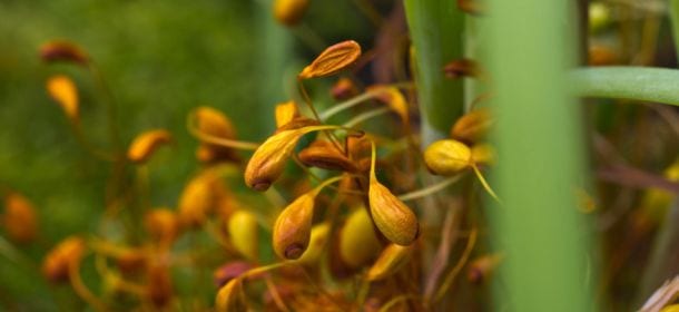 Aboca, Naked Plants per cambiare il punto di vista dell'umanità