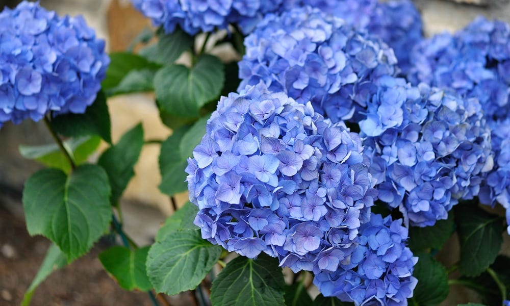 Ortensie, un trionfo di tinte pastello: ecco come prendersene cura