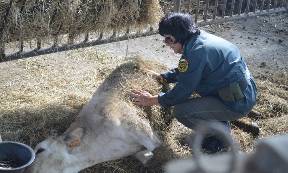 Vegani contro carnivori: l’intervista doppia con immagini choc [VIDEO]