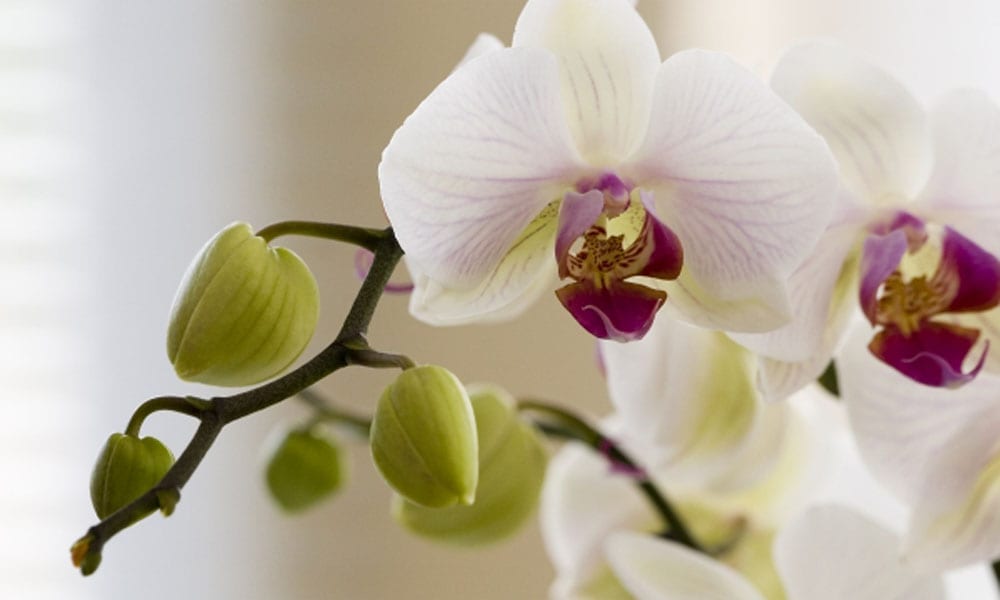 Orchidea: come prendersene cura e indurre nuovi fiori