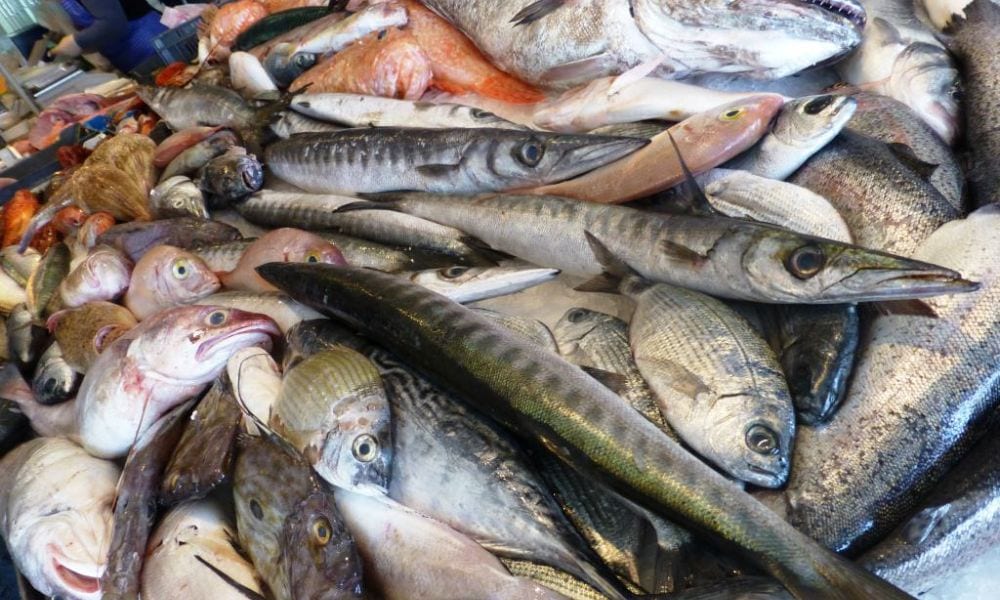 Sequestrate 1,5 tonnellate di pesce: doveva arrivare sulle tavole a Natale