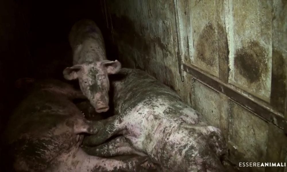 Prosciutto di Parma: orrore per i maltrattamenti agli animali [VIDEO - immagini forti]