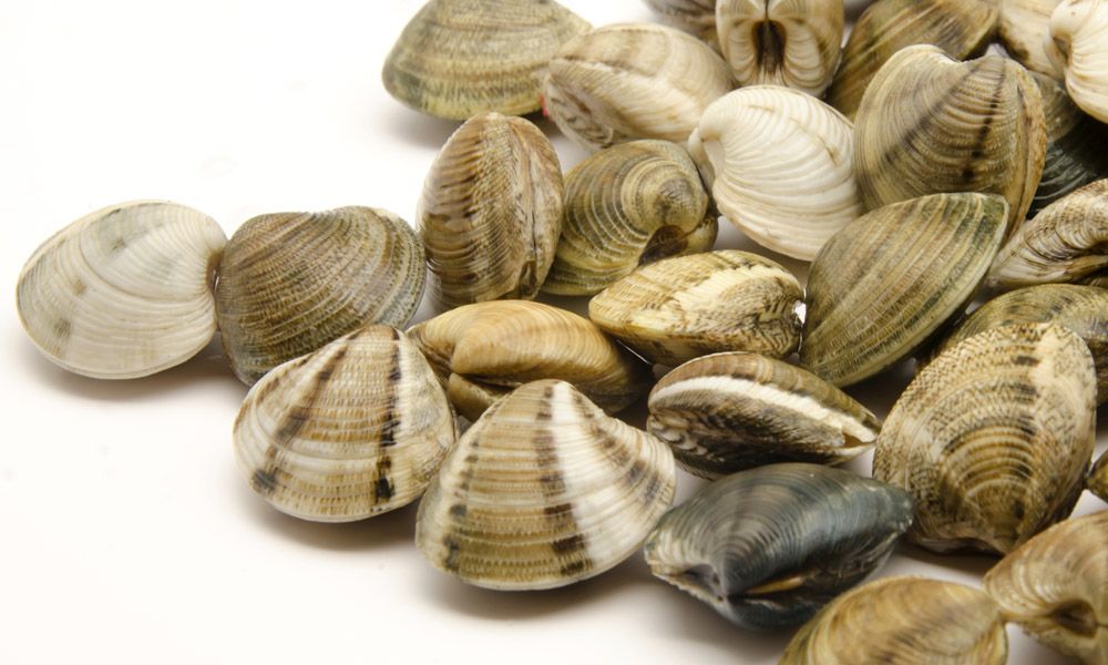 Vongole veraci: allerta in tutta Italia per rischio Escherichia Coli