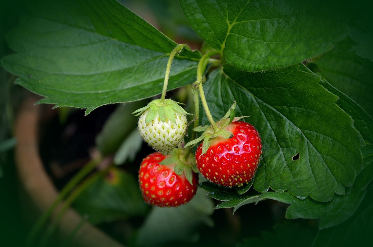 Fragole pianta